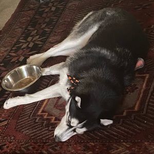 Fund raising for vet bill